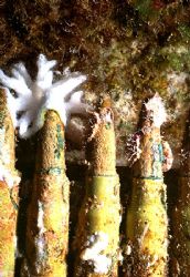 'DUST TO DUST' Beginnings of coral growth on 7.7mm ammuni... by Rick Tegeler 